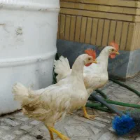 فروش جوجه خروس