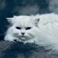 دوعدد گربه نر عقیم شده|گربه|اراک, |دیوار