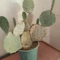 کاکتوس