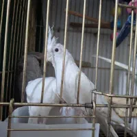 چهار عدد عروس سخنگو