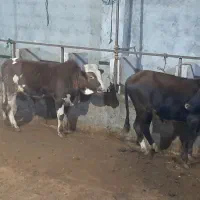 گاو نر پرواری