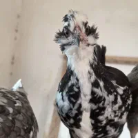 نیمچه و خروس گلین