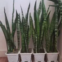 گل سانسوریا