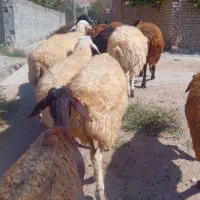 میش داشتی جوان درجه یک