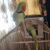 شاه طوطی|پرنده|نسیم‌شهر, |دیوار