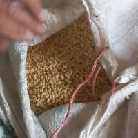 گندم اذر 2 ،تمیز  بذری ، دیم کیلو 31|خدمات باغبانی و درختکاری|شیروان (خراسان), |دیوار