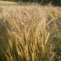 فروش گندم رقم احسان