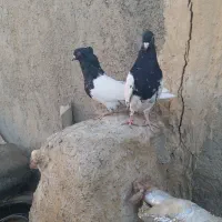 کله سیاه کاکل میخ|پرنده|زهک, |دیوار