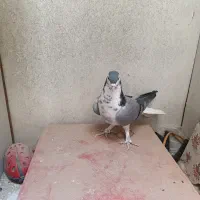 کبوترماده گلین قصری|پرنده|اصفهان, سرچشمه|دیوار