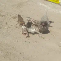 مرغ پاپر با ۷تا جوجه مرغ خیری هست قیمت ۱۳۰۰|حیوانات مزرعه|رودبار (کرمان), |دیوار