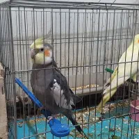 عروس هلندی|پرنده|سوسنگرد, |دیوار