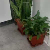 گل های طبیعی و سالم و گلدان خالی