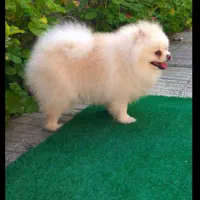 پامر خرسی باهوش جذاب