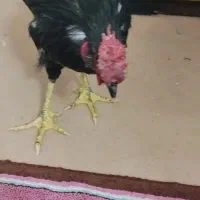 خروس و مرغ