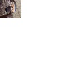 24000000|گربه|اصفهان, راران|دیوار