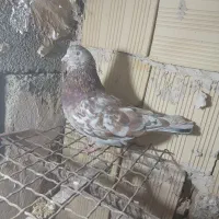 مایه کفتر پرشی