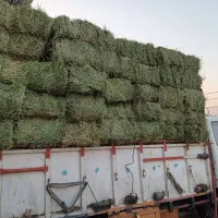 خرید وفروش یونجه خشک،ویونجه سبز،(تر)