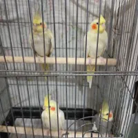 عروس هلندی
