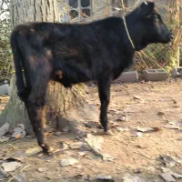 ورزا کوله سیاه دوتا چالوسی ومیزان|حیوانات مزرعه|رشت, حومه رشت|دیوار