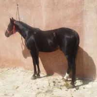 اسب نریون|اسب و تجهیزات اسبسواری|نجفآباد, ویلاشهر|دیوار