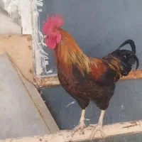 خروس‌محلی|حیوانات مزرعه|رودهن, |دیوار