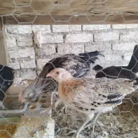 تلویزیون گلین اصل  مر.غ گ.لین|تلویزیون و پروژکتور|یزد, |دیوار