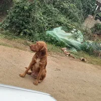 سگ شکاری نر|سگ|رشت, گلسار|دیوار