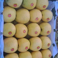 سیب کوهستانی