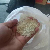 برنج هاشمی الموت