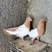 کبوتر سینه زرد همه چی تموم|پرنده|زنجان, |دیوار