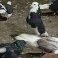 کبوتران ناب|پرنده|مشگین شهر, |دیوار