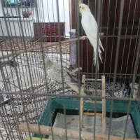 طوطی عروس|پرنده|آستانه اشرفیه, |دیوار