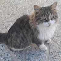 گربه خونگی بفروش میرسد|گربه|زرند, |دیوار