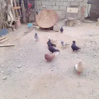 معاوضه  کبوتر