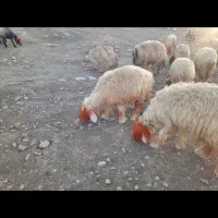 گله میش فروشی