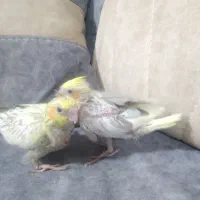 جوجه عروس هلندی