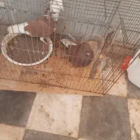 نرگلی‌‌ماده‌سرخ‌گرفتنی