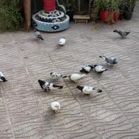 کبوتر|پرنده|قشم, |دیوار