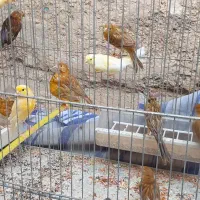 قناری|پرنده|شیراز, جانبازان|دیوار