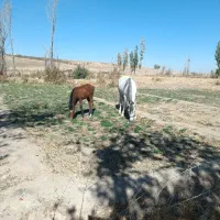 اسب مادیان کورشم مادیانه|اسب و تجهیزات اسبسواری|کبودرآهنگ, |دیوار