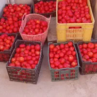 گوجه بادمجون بامیه