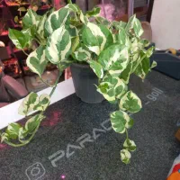 گیاه پتوس