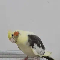 عروس هلندی دوکت|پرنده|رشت, صفاری|دیوار