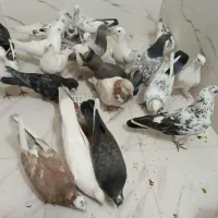 کبوتر پرشی اصل