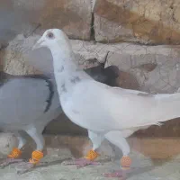 کبوتر نرو ماده خطی