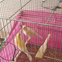 قناری سرخ و موزاییکی