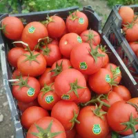 حق العمل کاری تره بار