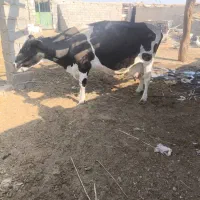 گاو شیری|حیوانات مزرعه|هامون, |دیوار