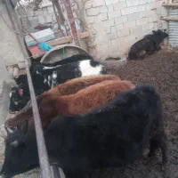 گوساله چاق نر و ماده