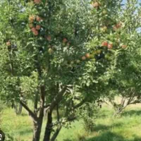 زمین ویلایی زعفرانیه رشتقون